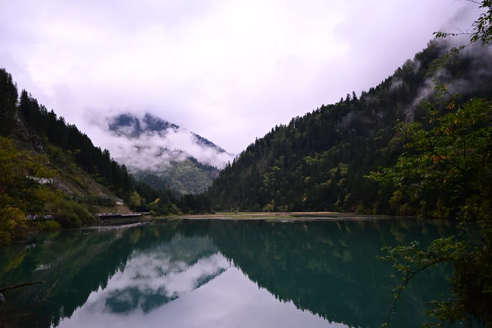 九寨沟湖面映着山林与云雾，右侧是临水的树枝