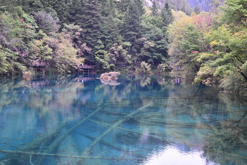 清澈的湖水中能看到交错的树枝，远处有树林和倒影